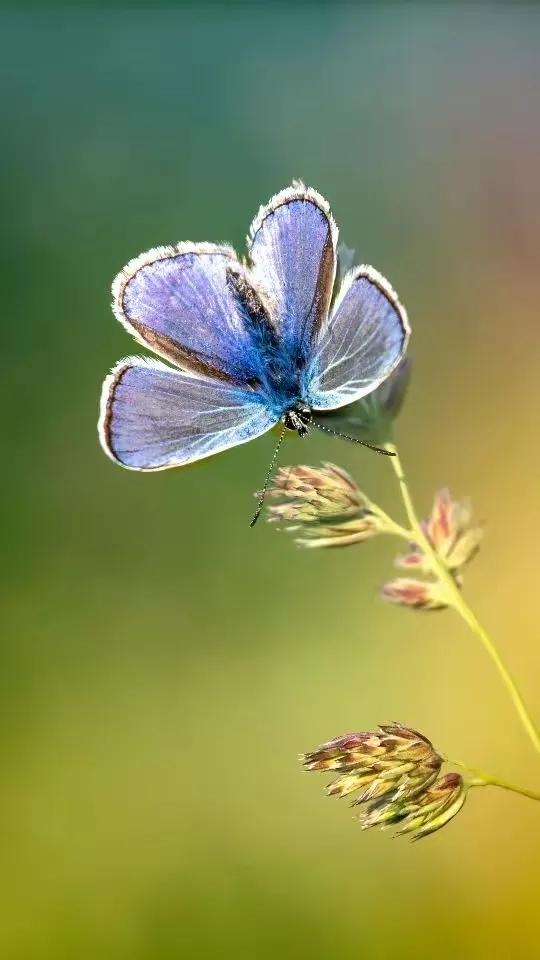 精美絕倫的•蝴蝶.到底有什麼寓意呢？五彩斑斕,靈動飄逸,太美了!