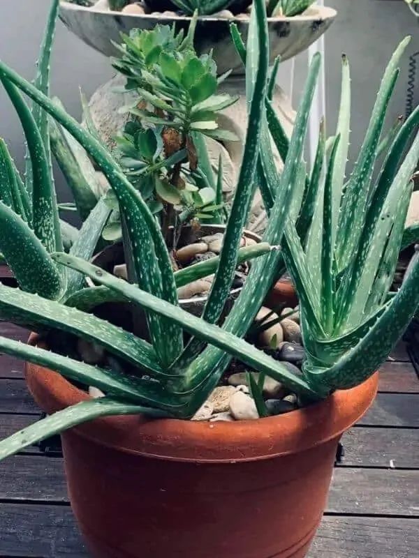 勤養魚，懶養花，家裡這些常見的盆栽綠植都要粗放養護