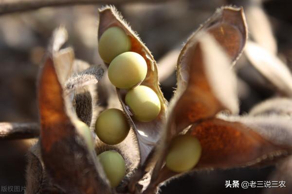 只要一把草木灰，自制大豆增大飽滿劑！簡單3點，產量高，都羨慕