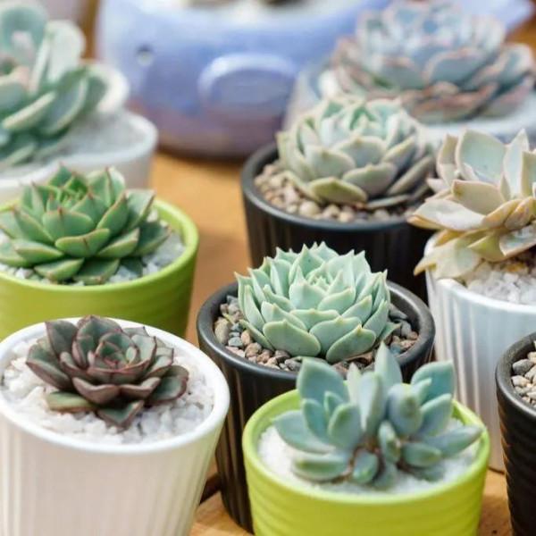 想賺錢、不怕吃苦的農村人看過來，這些種植專案適合你