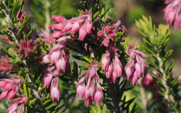 有花開，暗香來，獨賞美景鮮花，自得其樂