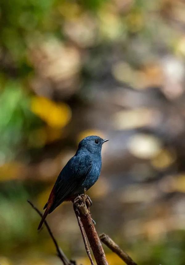 層林盡染的黃崗梁,許你一個秋天的童話 層林盡染的黃崗梁,許你一個秋天的童話
