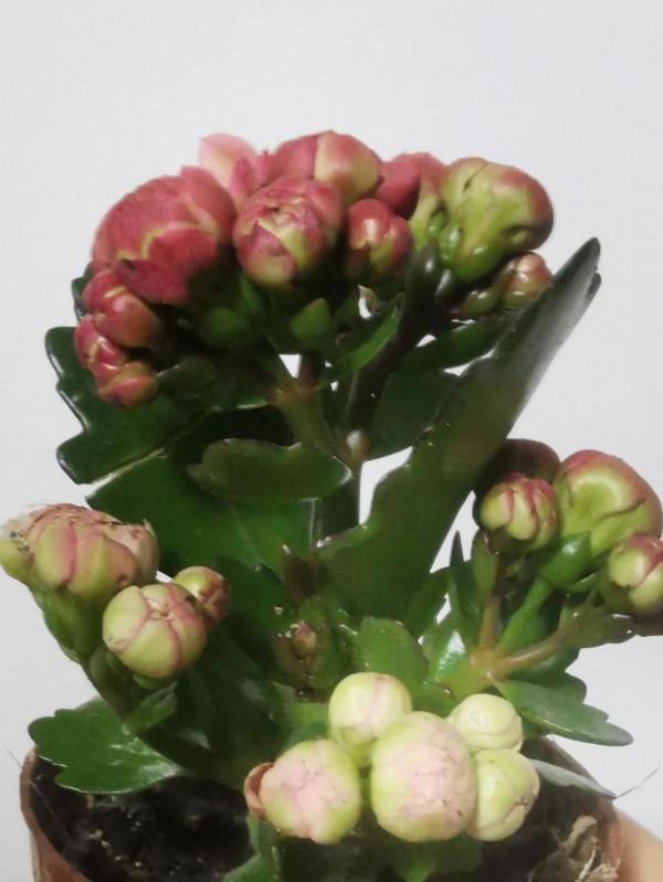 新入手的長壽花