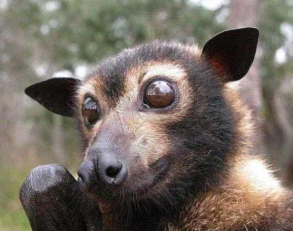 世界上最大的蝙蝠，雙翼可達近2米，超過一個普通成年人