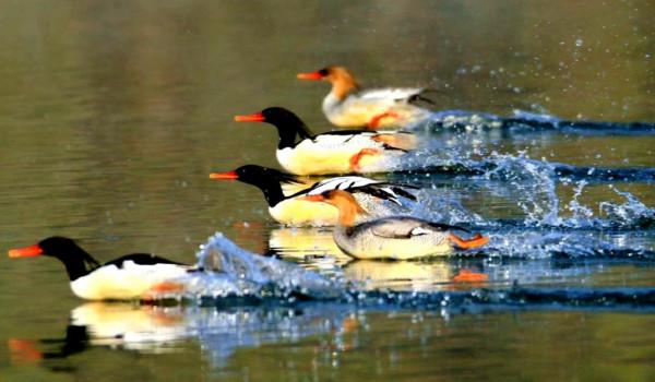 讀圖 |“鳥中大熊貓”中華秋沙鴨美姿