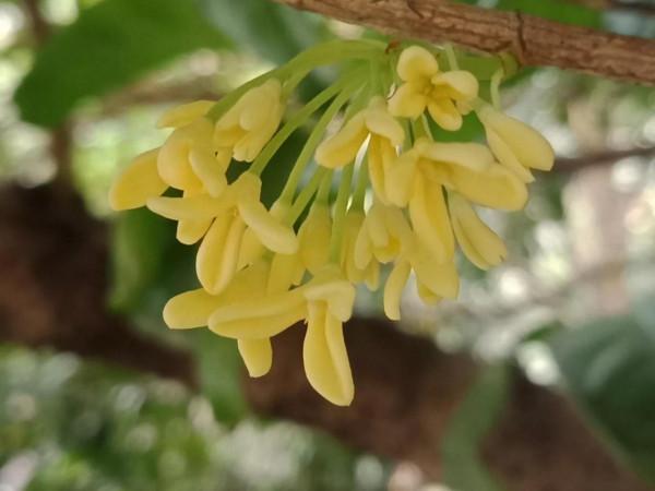 有個拾糞的老頭，夢想當了皇帝，拾糞的鏟子也要用金子打造