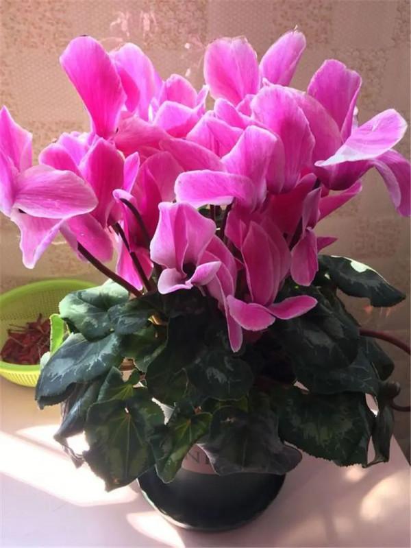 實用分享丨30款年宵花鑑賞，觀花的、賞果的都有…你最喜歡哪個？