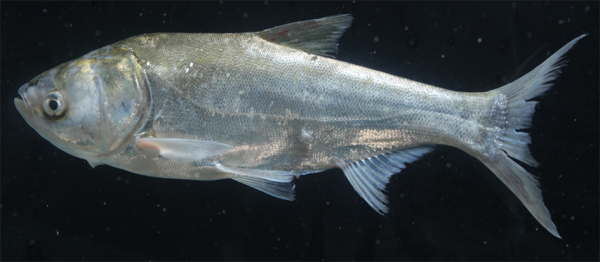 圖鑑：我國增殖放流允許的主要淡水魚類&mdash;&mdash;廣佈種21種