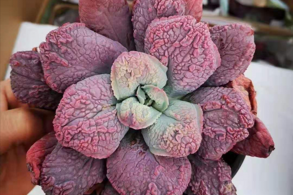 九種多肉,醜得不想看第二眼,越醜價格還越貴 九種多肉,醜得不想看第二眼,越醜價格還越貴