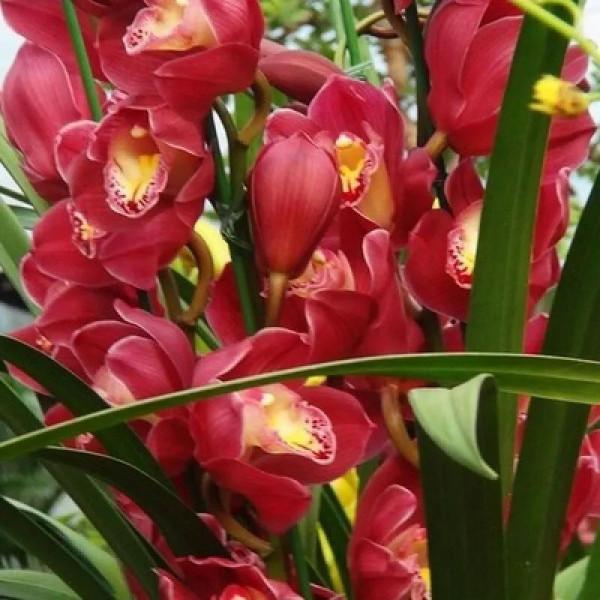 分享圖片：大紅精品蘭花66款