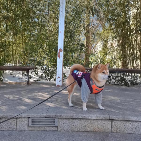 玩雪玩兒的凍腳腳了