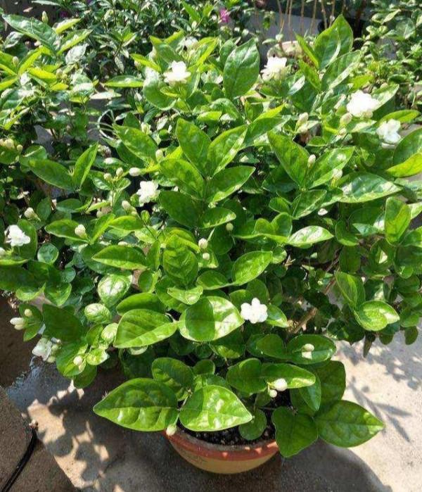 6種漂亮花，特別愛“吃醋”10天吃一杯，葉子油綠，花苞咕嚕嚕冒