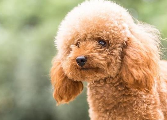 泰迪犬為什麼討人厭？告訴你原因