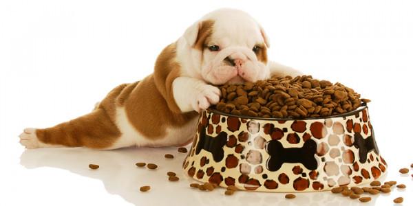 這8種狗狗，是犬類中最“特殊”的存在，你認識哪一隻？