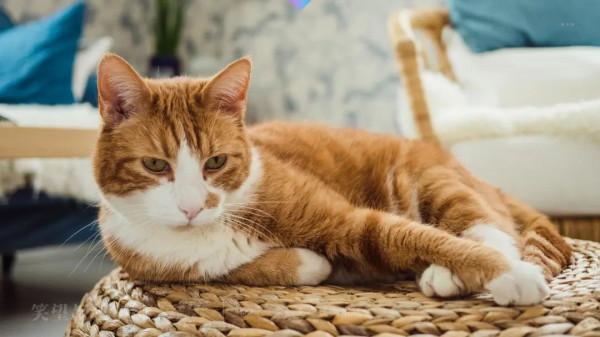 人生修行,從養一隻貓開始吧 人生修行,從養一隻貓開始吧