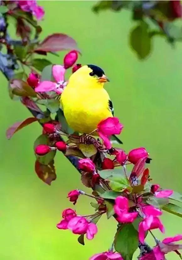 分享圖片：精美絕倫的鳥兒。顏色鮮豔，姿態優美，太招人喜歡了