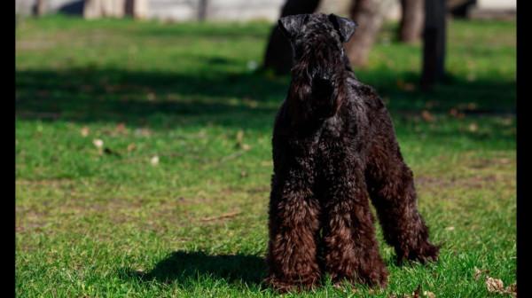 這16種狗,就算過敏人士也能養 這16種狗,就算過敏人士也能養