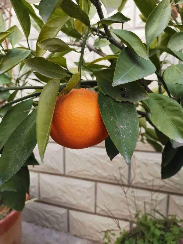 快過年了，家裡養盆金燦燦的桔子樹，吉祥又喜慶