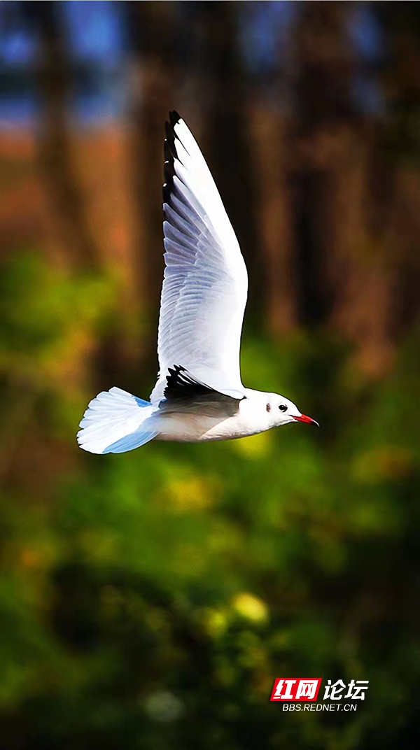 洞庭湖紅嘴鷗，展翅騰飛捕食來