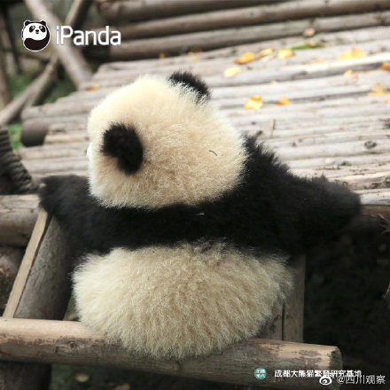熊貓寶寶不靠顏值取勝 靠背影就夠了 熊貓寶寶不靠顏值取勝 靠背影就夠了