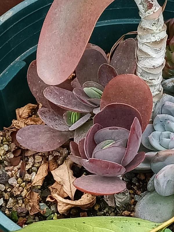 紅紅火火過年的肉肉