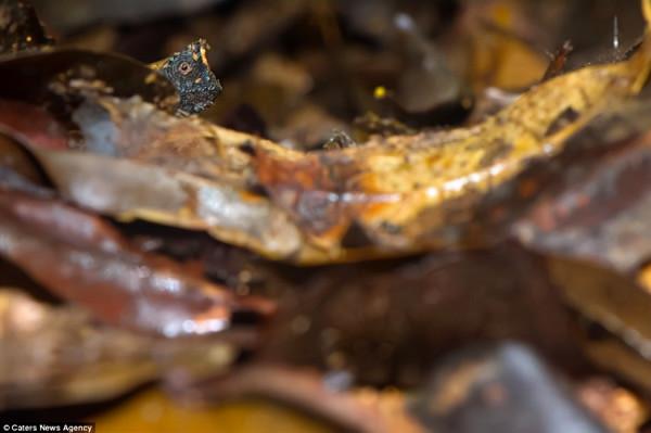 動物界偽裝大師，找到3個以上的是大神