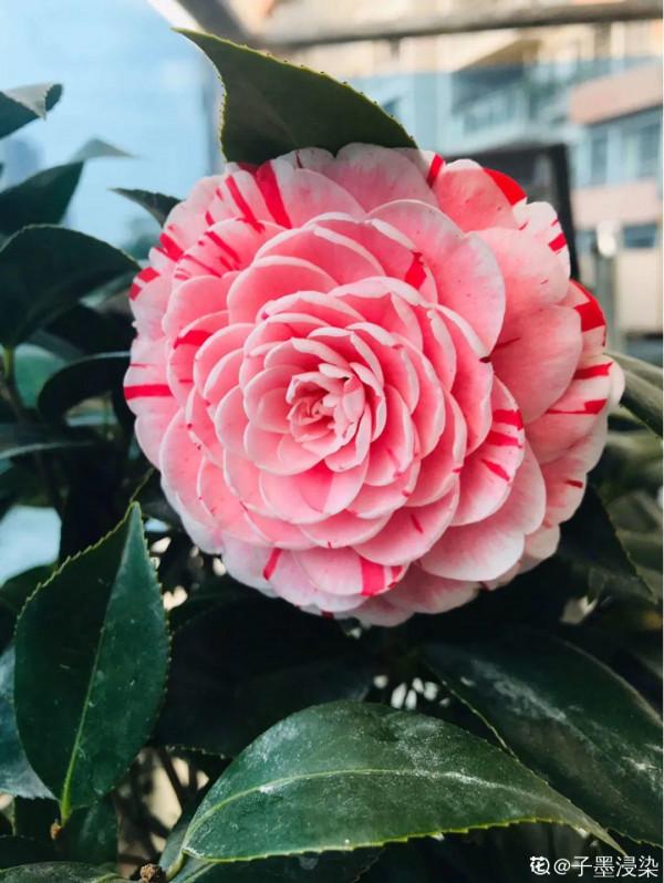 10種旺運花，一個月內要漲價，現在趕緊買