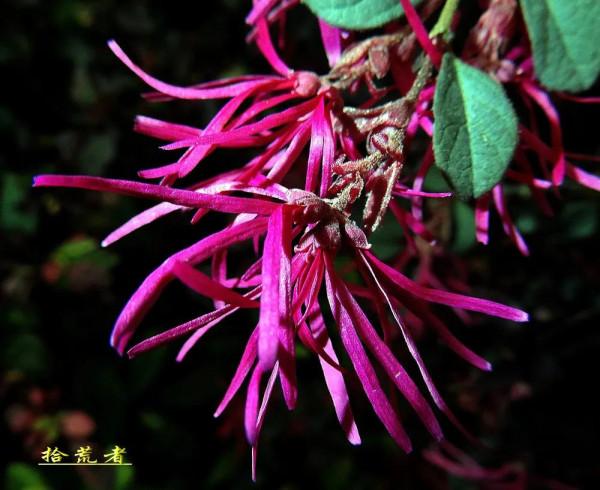 紅花繼木中國特色的花卉