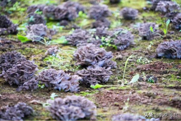 國慶遊房山（五）：蘑菇宴、大氧吧…讓我們來一場神仙之旅！