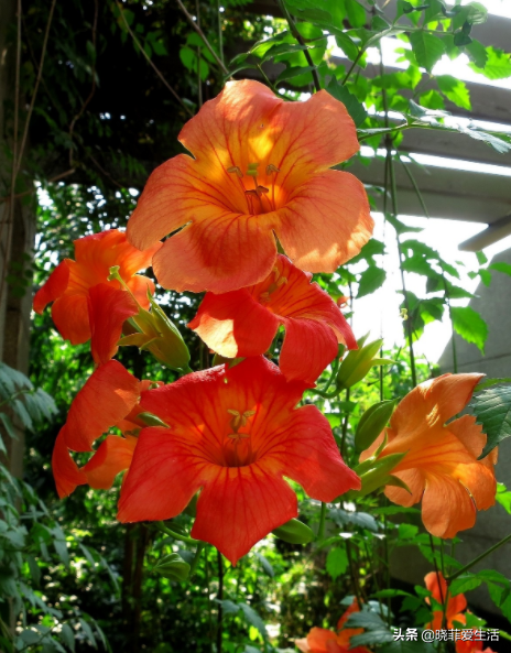 三種“漂亮花”，好養顏值高，卻被花友“嫌棄”，不是沒道理