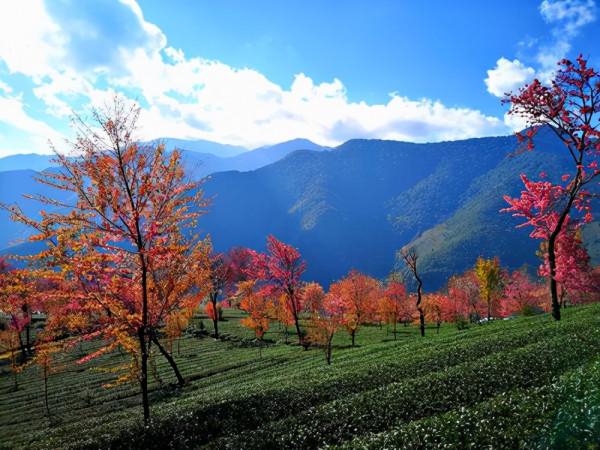 無量山櫻花谷：世外桃源，人間仙境