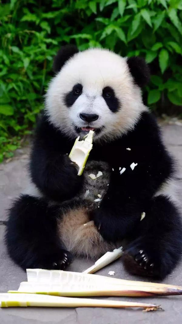 人間小可愛：圓滾滾胖嘟嘟呆萌的大熊貓