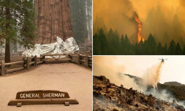 離死只有24公里?加州野火步步緊逼,地球最大生物或已危在旦夕 離死只有24公里?加州野火步步緊逼,地球最大生物或已危在旦夕