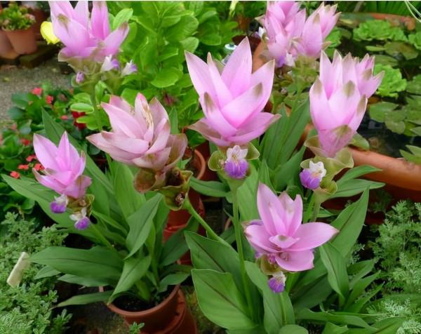 冬天養綠蘿,不如養塊“姜”,入土30天,長出“大荷花” 冬天養綠蘿,不如養塊“姜”,入土30天,長出“大荷花”