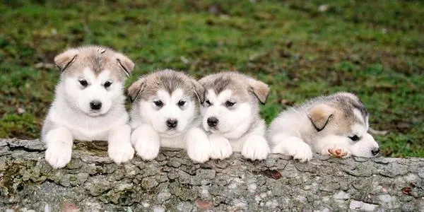 “六大”最受歡迎的狗狗排行榜,你家萌寵上榜了嗎? “六大”最受歡迎的狗狗排行榜,你家萌寵上榜了嗎?