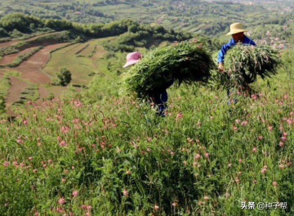 養驢種什麼草？這個草叫驢食草，營養好，能收3~7年，一年割3~4茬