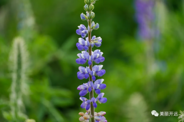 遇見開遠丨“醉”美魯冰花