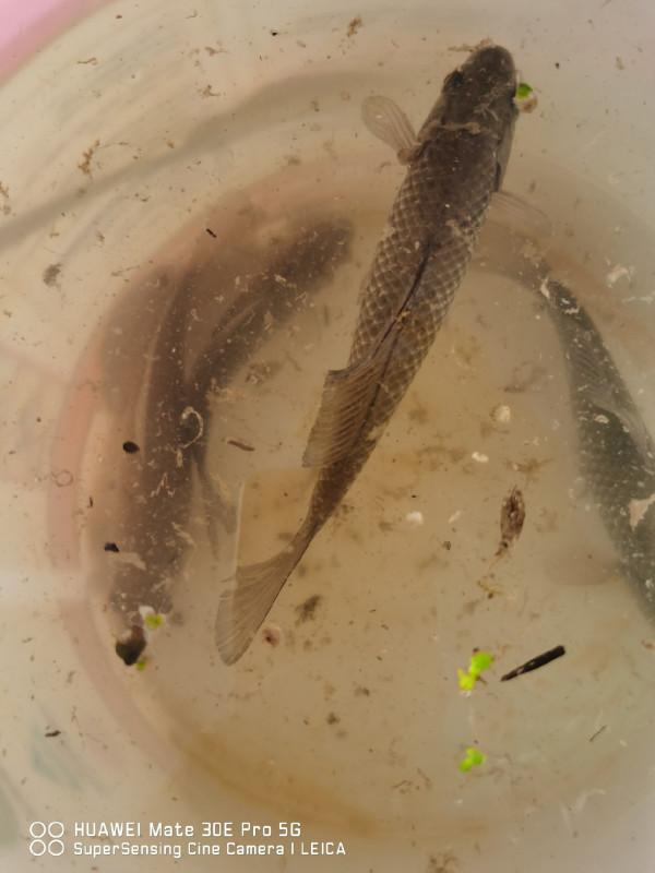 回顧近期垂釣經歷,總結經驗以利再戰 回顧近期垂釣經歷,總結經驗以利再戰