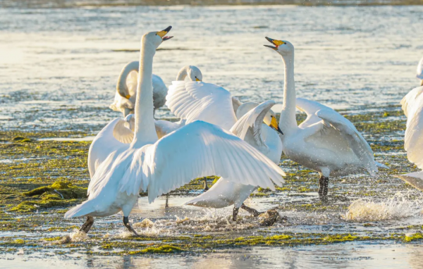 冬日精靈出沒山東！又是一年候鳥季，畫面美翻了！