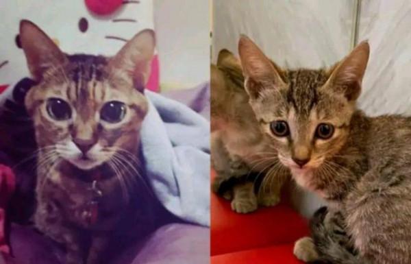 小奶貓每天看守人類幼崽,寵姐行為令爸媽崩潰:你自己也是個寶寶 小奶貓每天看守人類幼崽,寵姐行為令爸媽崩潰:你自己也是個寶寶