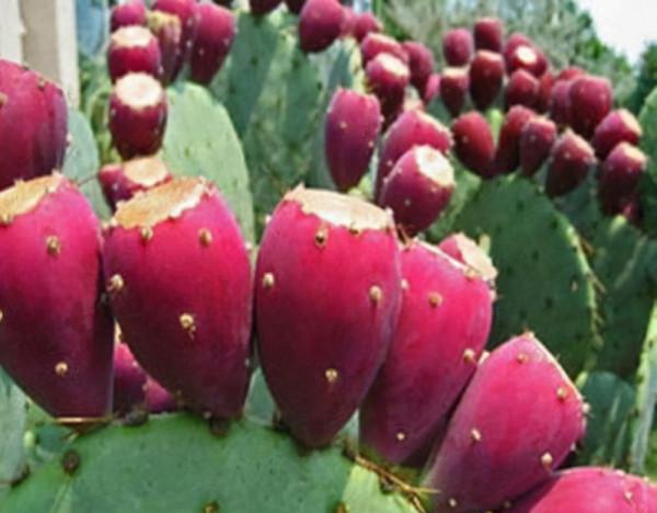 6種“懶人花”，看著很普通，養著很“實惠”，養得越久越覺得好