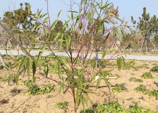 氣候，真的出現反常了嗎？