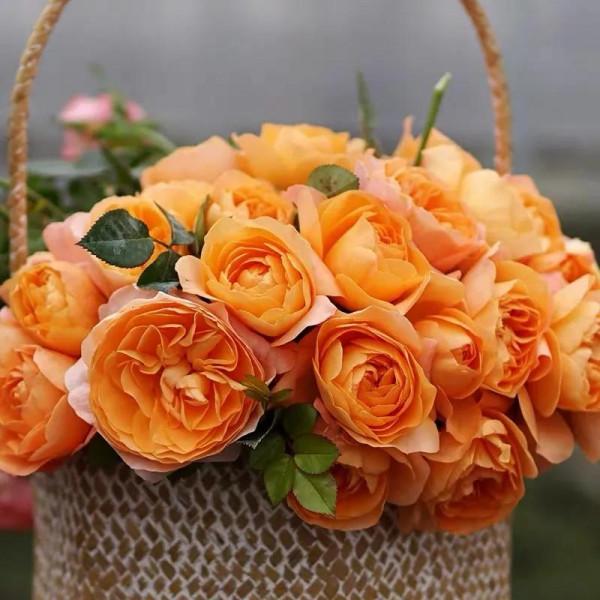 用最好養的花裝最溫馨的家