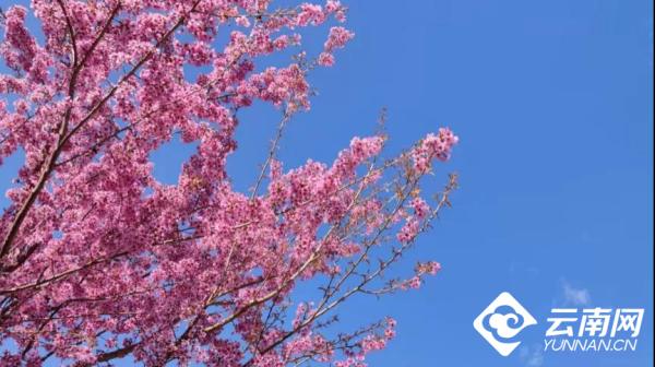 「高畫質組圖」約嗎？到異龍湖畔邂逅一場盛大浪漫的&OpenCurlyDoubleQuote;櫻花雨&rdquo;