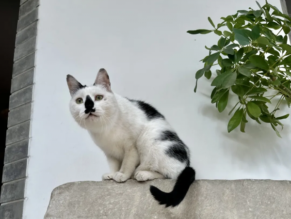 大阿寶：感覺我也可以當演員