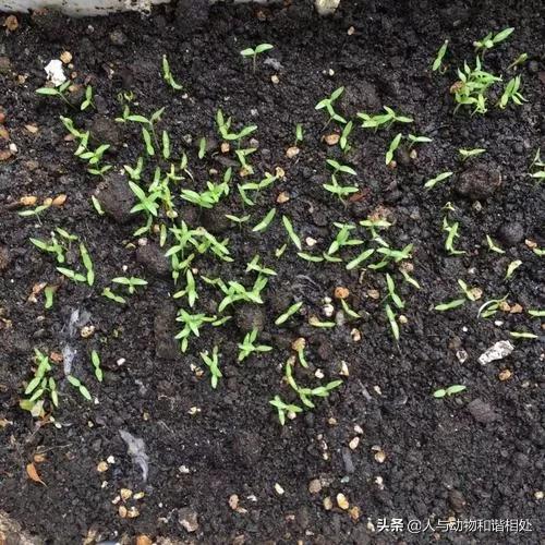 該如何解決吃不起蔬菜這個問題？