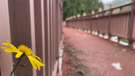 箇舊寶藏景緻上新！一水百花一步道，新年迎春正當時！
