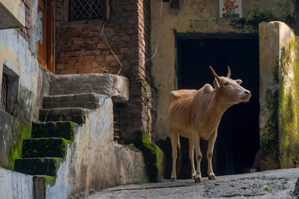 香料和激情 在印度,哪些食物被認為是健康和不健康的 香料和激情 在印度,哪些食物被認為是健康和不健康的