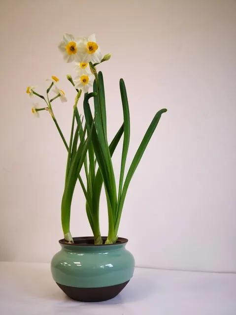 水仙花 大全 請欣賞 美極了