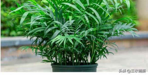 客廳有樹，十家九富！這幾種植物放在家裡，既能鎮宅，又寓意吉祥